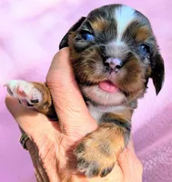 California Glenda, a female Cavalier King Charles Spaniel for sale in Arroyo Grande, CA – 6 of 10