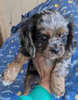 California/Oregon Tyler, a male Cavalier King Charles Spaniel for sale in Arroyo Grande, CA – 3 of 10