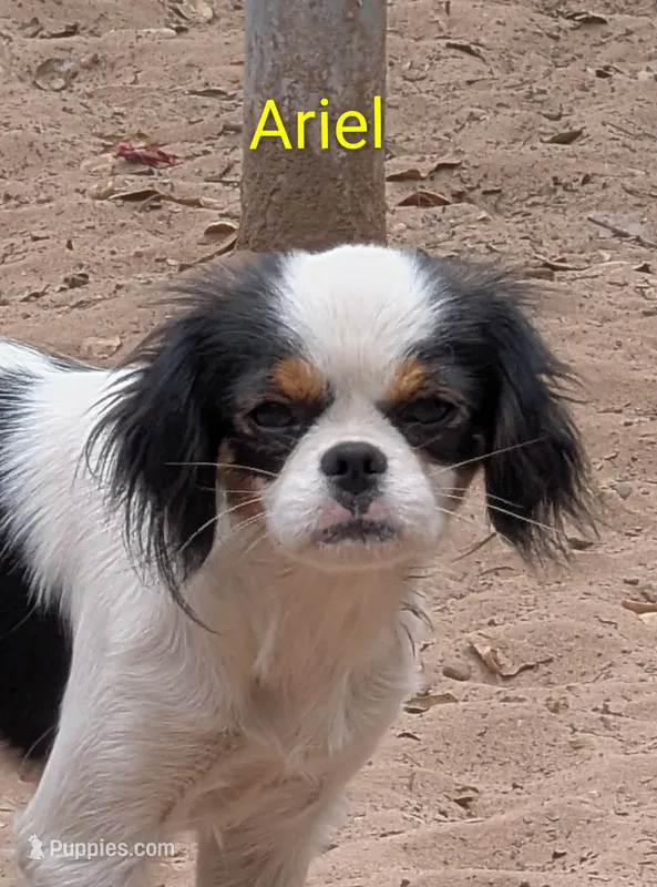 California/Oregon Ariel  – Cavalier King Charles Spaniel puppy for sale in Arroyo Grande, CA
