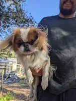 California-Oregon Rikii, a male Japanese Chin for sale in Arroyo Grande, CA – 4 of 10
