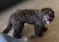 California Shadow, a female Goldendoodle and Cavalier King Charles Spaniel for sale in Arroyo Grande, CA – 3 of 8