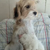 California Jason, a male Havanese for sale in Arroyo Grande, CA – Photo 5 of 8