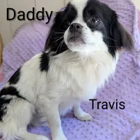 California Jason, a male Havanese for sale in Arroyo Grande, CA – Photo 6 of 8