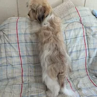 California Jason, a male Havanese for sale in Arroyo Grande, CA – Photo 4 of 8