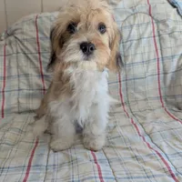 California Jason, a male Havanese for sale in Arroyo Grande, CA – Photo 3 of 8