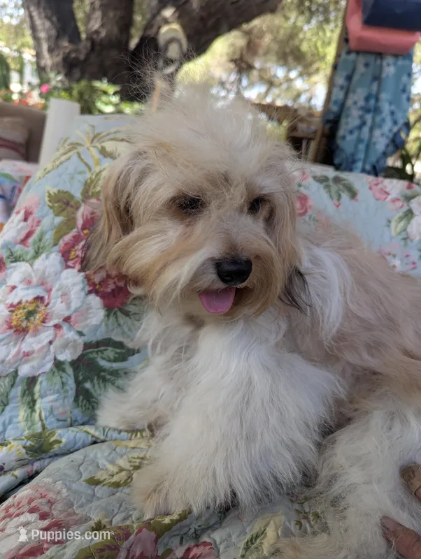 California Jason – Havanese, Japanese Chin puppy for sale in Arroyo Grande, CA