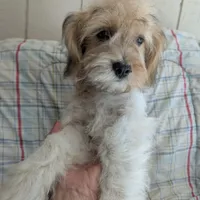 California Jason, a male Havanese for sale in Arroyo Grande, CA – Photo 1 of 8