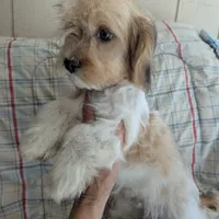 California Jason, a male Havanese for sale in Arroyo Grande, CA – Photo 2 of 8