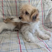 California Jason, a male Havanese for sale in Arroyo Grande, CA – Photo 7 of 8