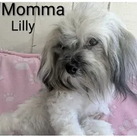 California Jason, a male Havanese for sale in Arroyo Grande, CA – Photo 8 of 8