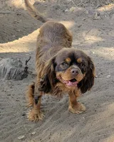 AKC California Chocolate , a male Cavalier King Charles Spaniel for sale in Arroyo Grande, CA – 3 of 7