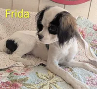 California Frida, a female Cavalier King Charles Spaniel and Japanese Chin for sale in Arroyo Grande, CA – 2 of 9
