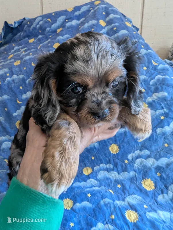 California/Oregon Tyler – Cavalier King Charles Spaniel puppy for sale in Arroyo Grande, CA