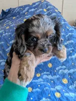 California/Oregon Tyler, a male Cavalier King Charles Spaniel for sale in Arroyo Grande, CA – 1 of 10