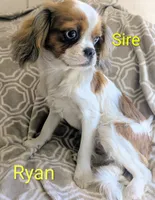 California Chuck, a male Cavalier King Charles Spaniel for sale in Arroyo Grande, CA – 9 of 10