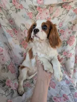California-Oregon Sally, a female Cavalier King Charles Spaniel for sale in Arroyo Grande, CA – 5 of 10