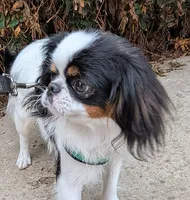California Eddie, a male Japanese Chin for sale in Arroyo Grande, CA – 5 of 9