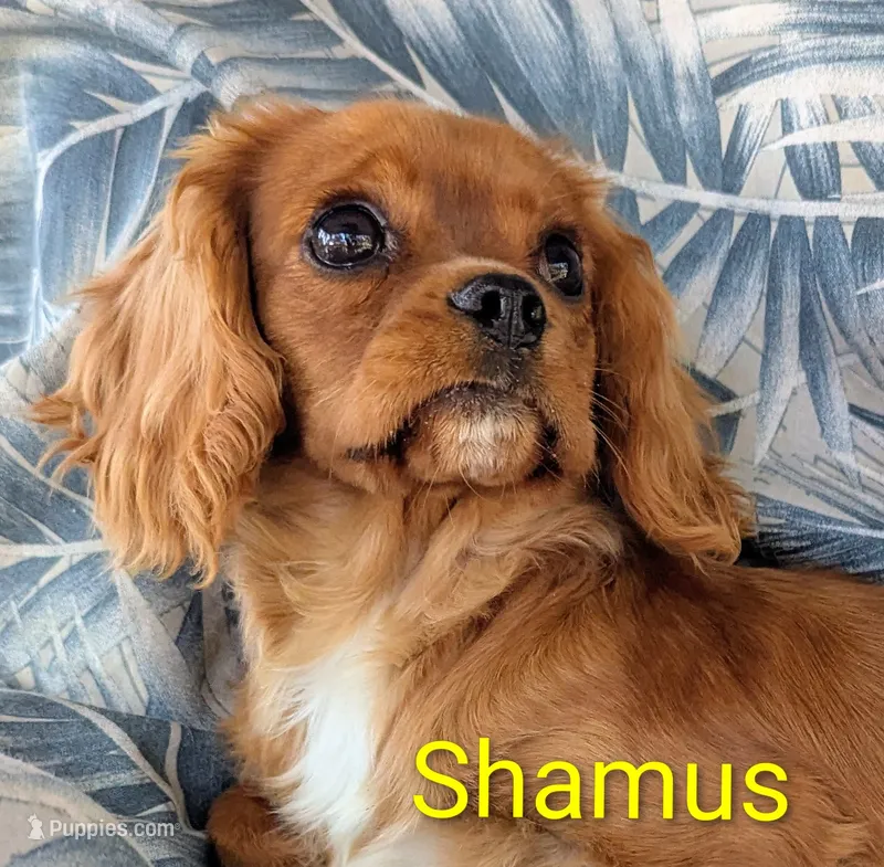 California Shamus – Cavalier King Charles Spaniel puppy for sale in Arroyo Grande, CA