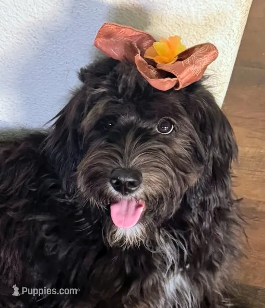 California Shadow – Goldendoodle, Cavalier King Charles Spaniel puppy for sale in Arroyo Grande, CA