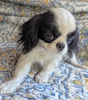 California Gichii , a male Japanese Chin for sale in Arroyo Grande, CA – 7 of 10