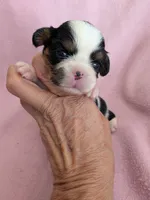 California Valentine, a female Cavalier King Charles Spaniel for sale in Arroyo Grande, CA – 5 of 9