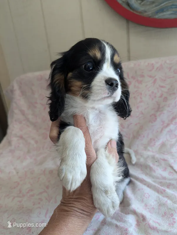 CALIFORNIA/Oregon Torrey – Cavalier King Charles Spaniel puppy for sale in Arroyo Grande, CA