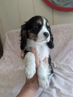 CALIFORNIA/Oregon Torrey, a female Cavalier King Charles Spaniel for sale in Arroyo Grande, CA – 1 of 10