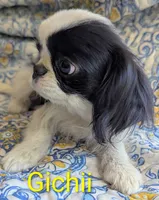 California Gichii , a male Japanese Chin for sale in Arroyo Grande, CA – 5 of 10