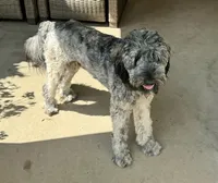 California Emerson , a male Double Doodle for sale in Arroyo Grande, CA – 2 of 6