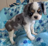CA-CO Basil Blue Eyes, a male Cavalier King Charles Spaniel for sale in Arroyo Grande, CA – 5 of 10
