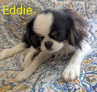 California-Oregon Eddie, a male Japanese Chin for sale in Arroyo Grande, CA – 3 of 10