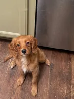 California Goldie, a female Goldendoodle and Cavalier King Charles Spaniel for sale in Arroyo Grande, CA – 2 of 8