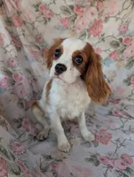 California-Oregon Sally, a female Cavalier King Charles Spaniel for sale in Arroyo Grande, CA – 8 of 10