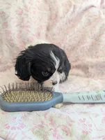 CALIFORNIA Torrey, a female Cavalier King Charles Spaniel for sale in Arroyo Grande, CA – 3 of 10