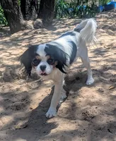 Rescue boy , a male Cavalier King Charles Spaniel for sale in Arroyo Grande, CA – 7 of 8