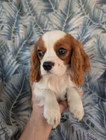 California-Oregon Troy, a male Cavalier King Charles Spaniel for sale in Arroyo Grande, CA – 7 of 10