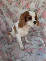 California-Oregon Sally, a female Cavalier King Charles Spaniel for sale in Arroyo Grande, CA – 7 of 10