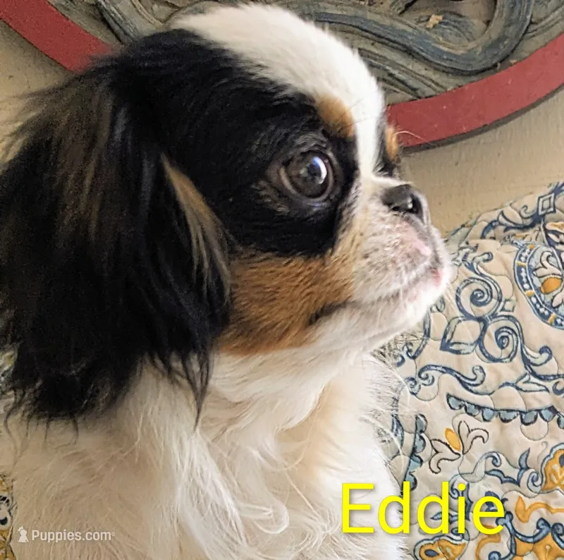 California-Oregon Eddie – Japanese Chin puppy for sale in Arroyo Grande, CA