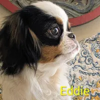 California-Oregon Eddie, a male Japanese Chin for sale in Arroyo Grande, CA – 1 of 10