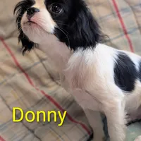 California Donny, a male Cavalier King Charles Spaniel and Japanese Chin for sale in Arroyo Grande, CA – Photo 5 of 10