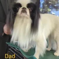 California Donny, a male Cavalier King Charles Spaniel and Japanese Chin for sale in Arroyo Grande, CA – Photo 6 of 10