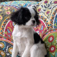 California Donny, a male Cavalier King Charles Spaniel and Japanese Chin for sale in Arroyo Grande, CA – Photo 7 of 10
