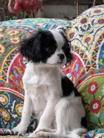 processed/28f404ee-619f-4046-803e-10f394c28ad2/listing/6dbf03da-7e62-434e-9ae0-209e64f22a9c/8c442ff2-a22d-4823-bdc4-41d3575a404c