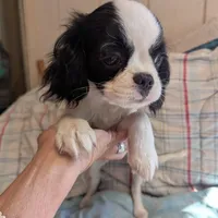 California Donny, a male Cavalier King Charles Spaniel and Japanese Chin for sale in Arroyo Grande, CA – Photo 9 of 10