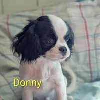 California Donny, a male Cavalier King Charles Spaniel and Japanese Chin for sale in Arroyo Grande, CA – Photo 2 of 10