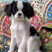 California Donny, a male Cavalier King Charles Spaniel and Japanese Chin for sale in Arroyo Grande, CA – Photo 1 of 10