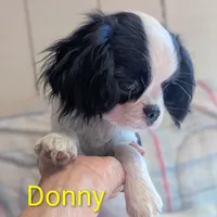 California Donny, a male Cavalier King Charles Spaniel and Japanese Chin for sale in Arroyo Grande, CA – Photo 3 of 10