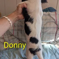 California Donny, a male Cavalier King Charles Spaniel and Japanese Chin for sale in Arroyo Grande, CA – Photo 10 of 10