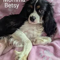 California Donny, a male Cavalier King Charles Spaniel and Japanese Chin for sale in Arroyo Grande, CA – Photo 8 of 10