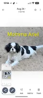 California Valentine, a female Cavalier King Charles Spaniel for sale in Arroyo Grande, CA – 7 of 9